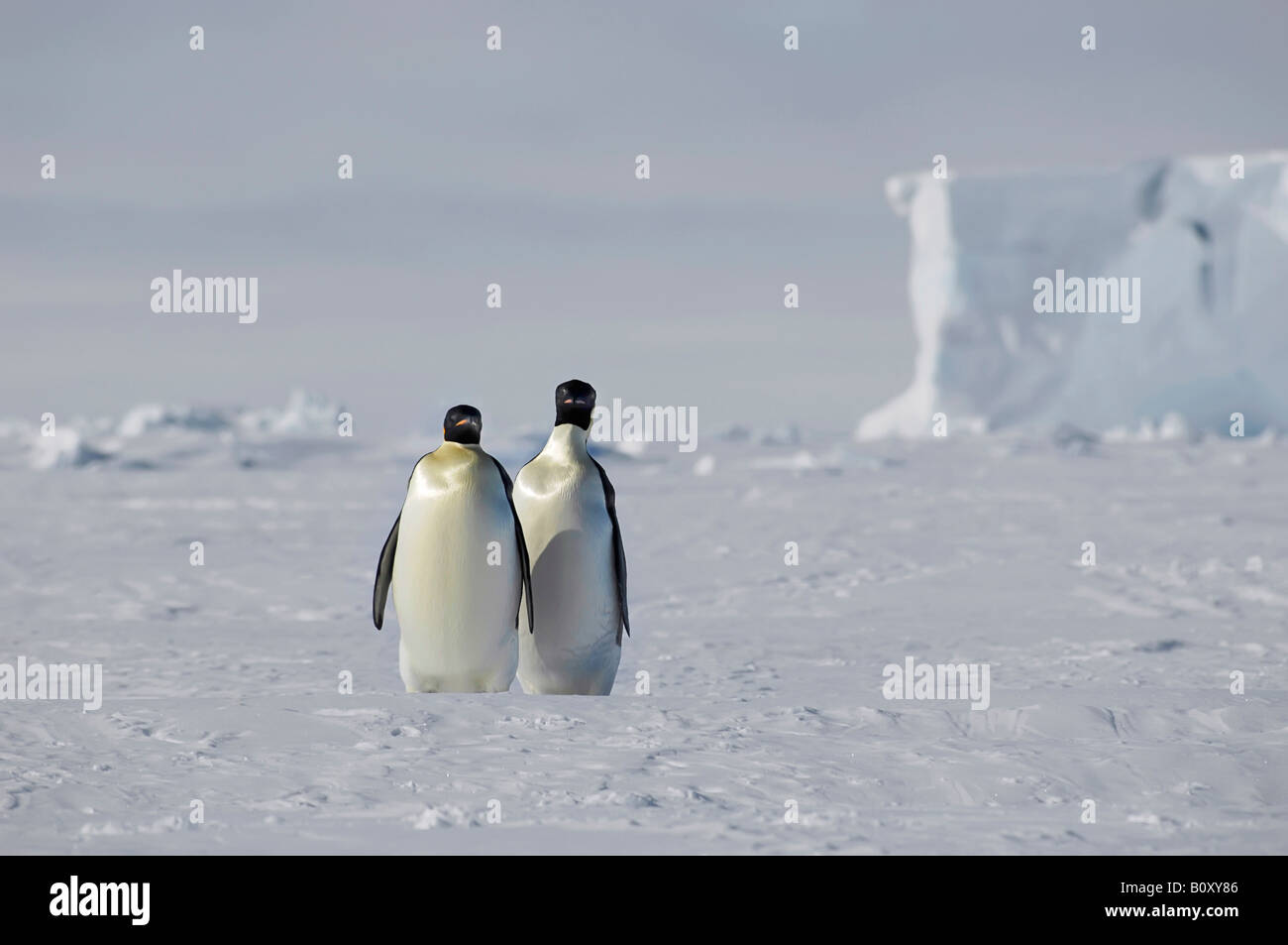 Pinguino imperatore (Aptenodytes forsteri), due animali in piedi in un bel pacchetto antartica Ice scenario con una tabella in iceberg Foto Stock