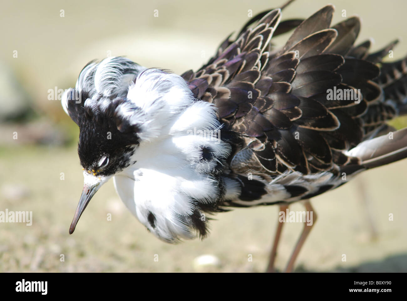 Maschio adulto Ruff nella routine di corteggiamento Foto Stock