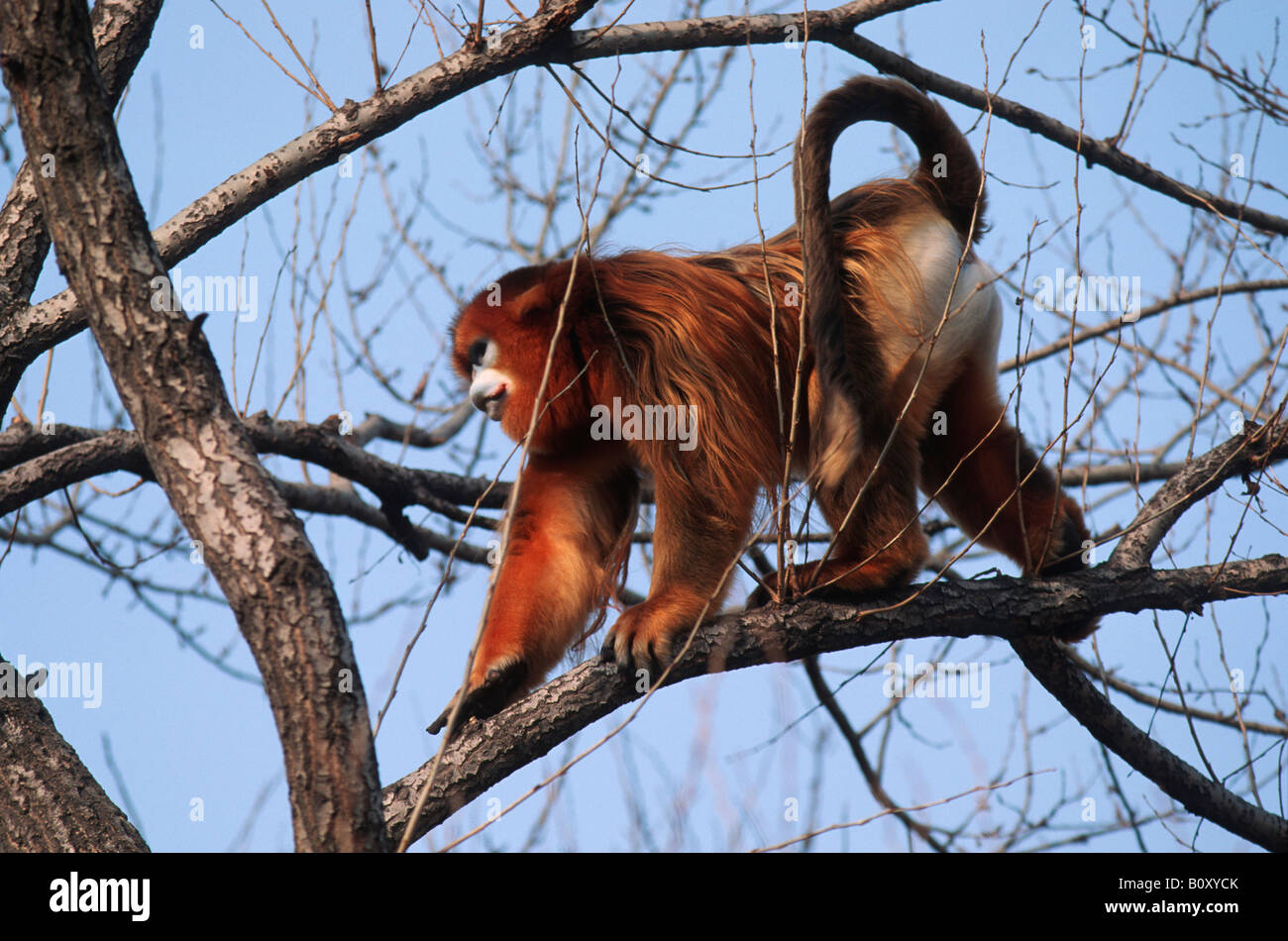 Il cinese rampognare-annusò scimmia, scimmia dorata, neve scimmia, golden camuso naso-langur, Sichuan camuso naso-langur (Pygathrix roxellana Foto Stock