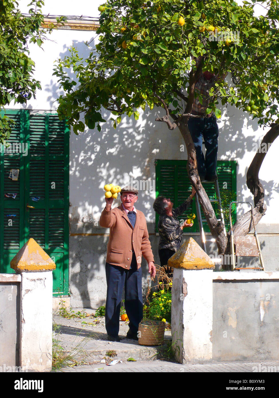 Limone (Citrus limon), famiglia la raccolta dei limoni nel giardino della loro casa, spagna maiorca Alcudia Foto Stock