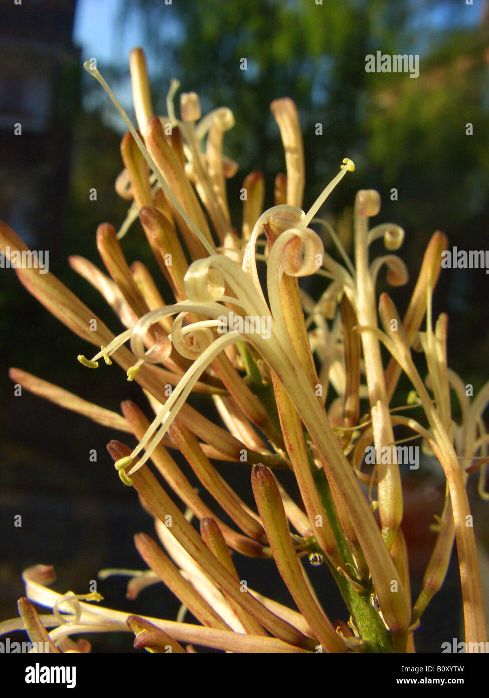 Spear Sansevieria, Snake impianto (Sansevieria cylindrica), fioritura Foto Stock