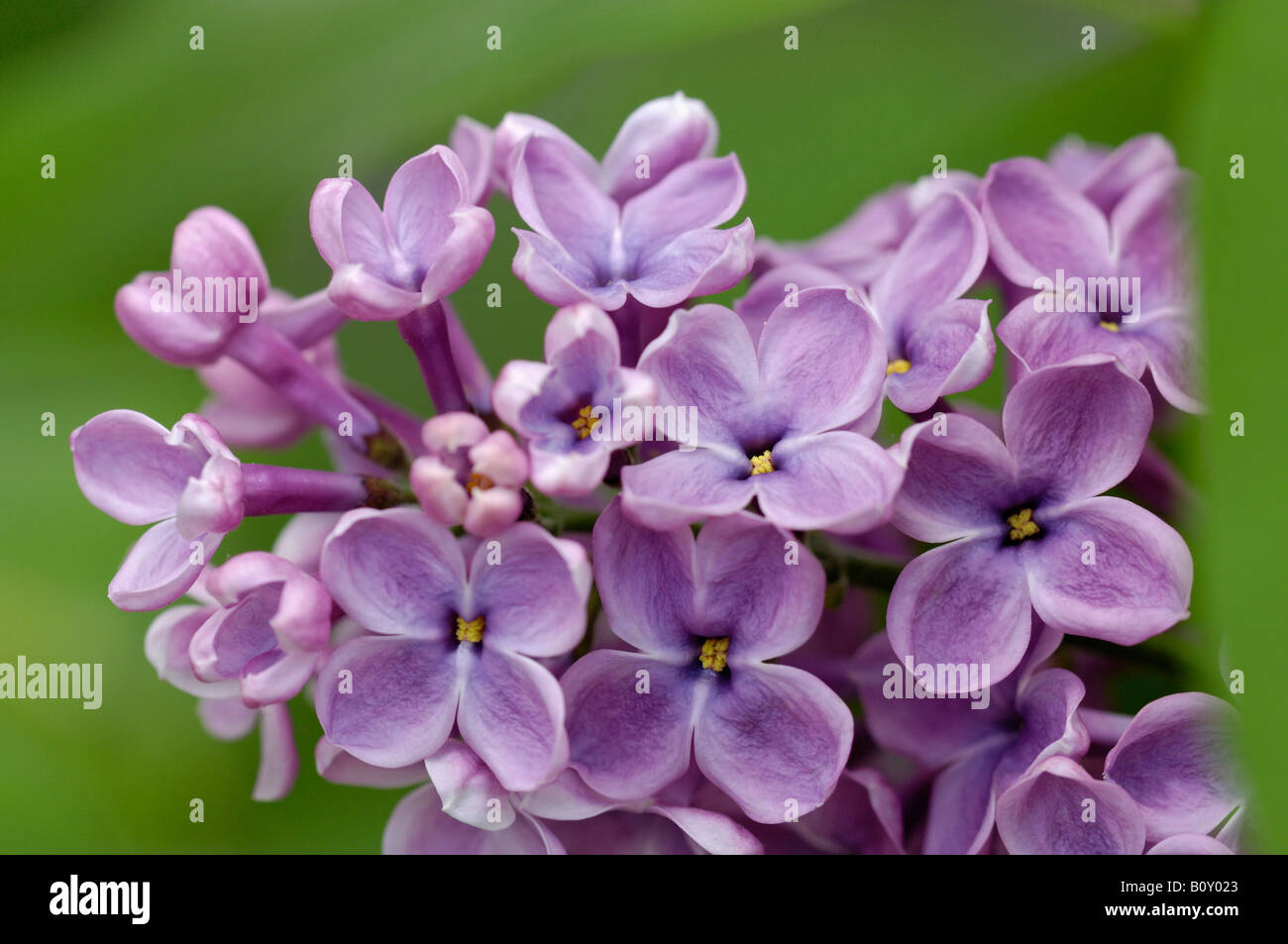 Comune (lilla Syringa vulgaris), fiorisce Foto Stock