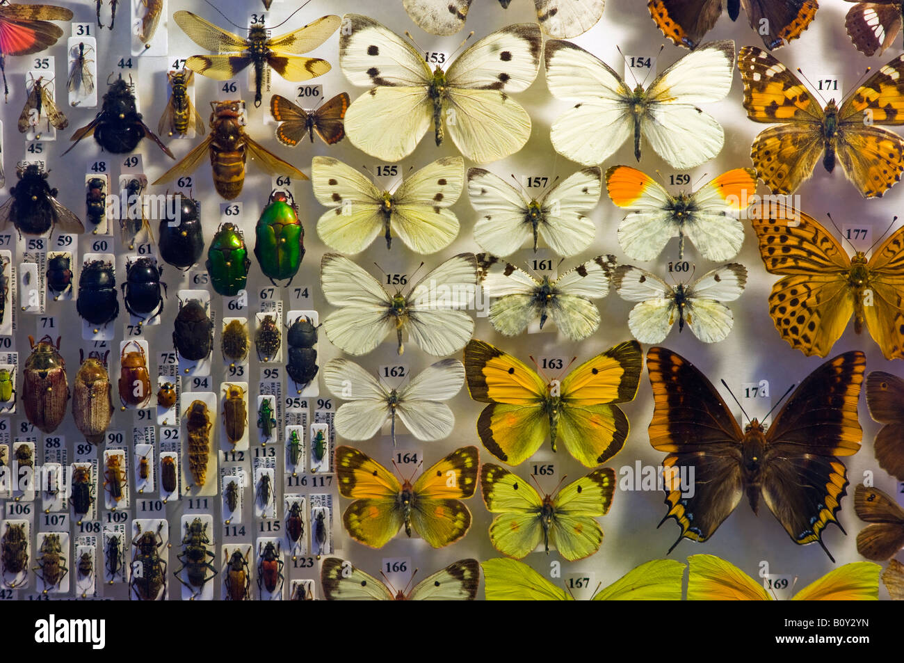 Dettaglio di una collezione di insetti Foto Stock