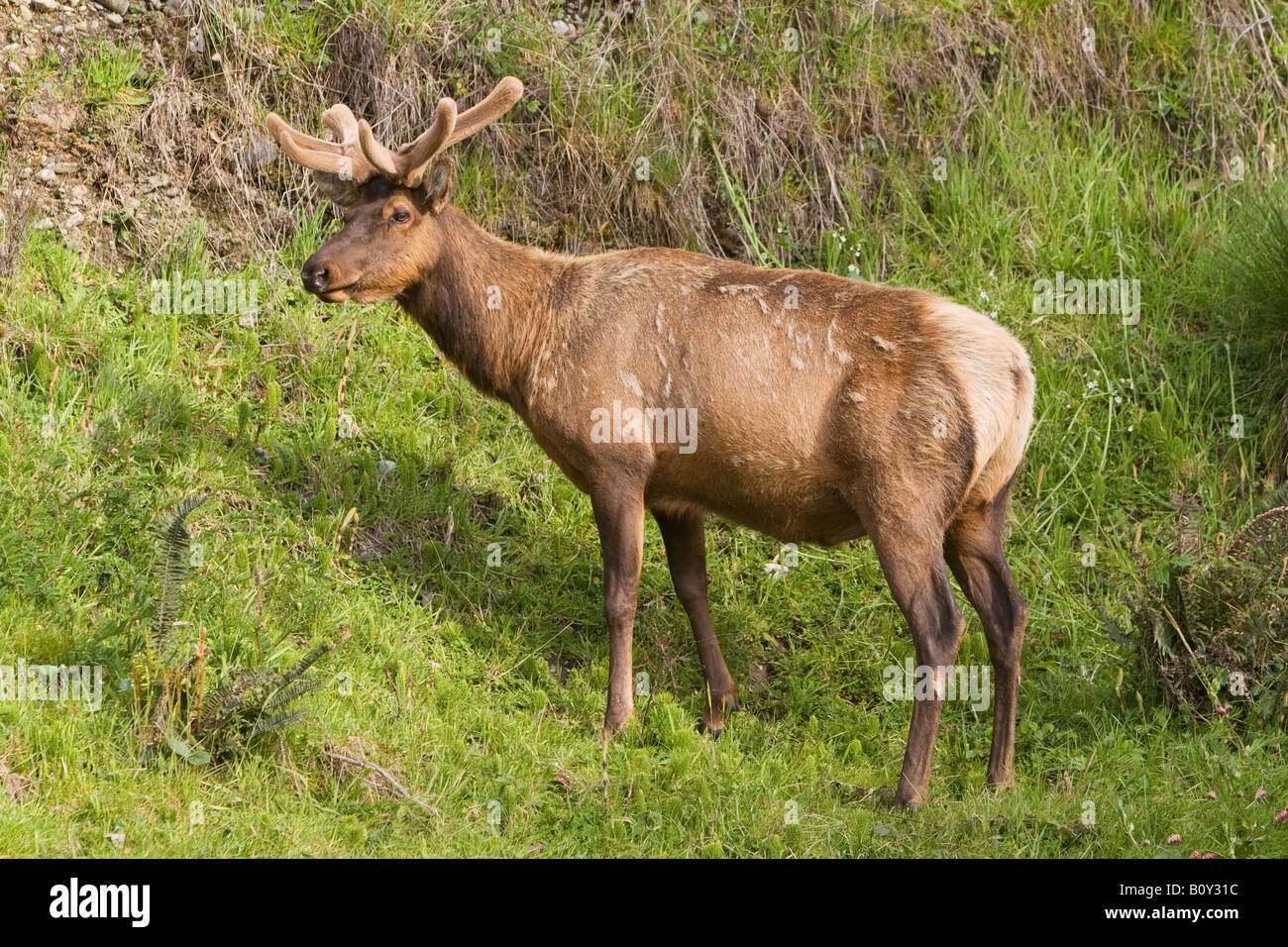Roosevelt Elk, Cervus canadensis roosevelti Foto Stock