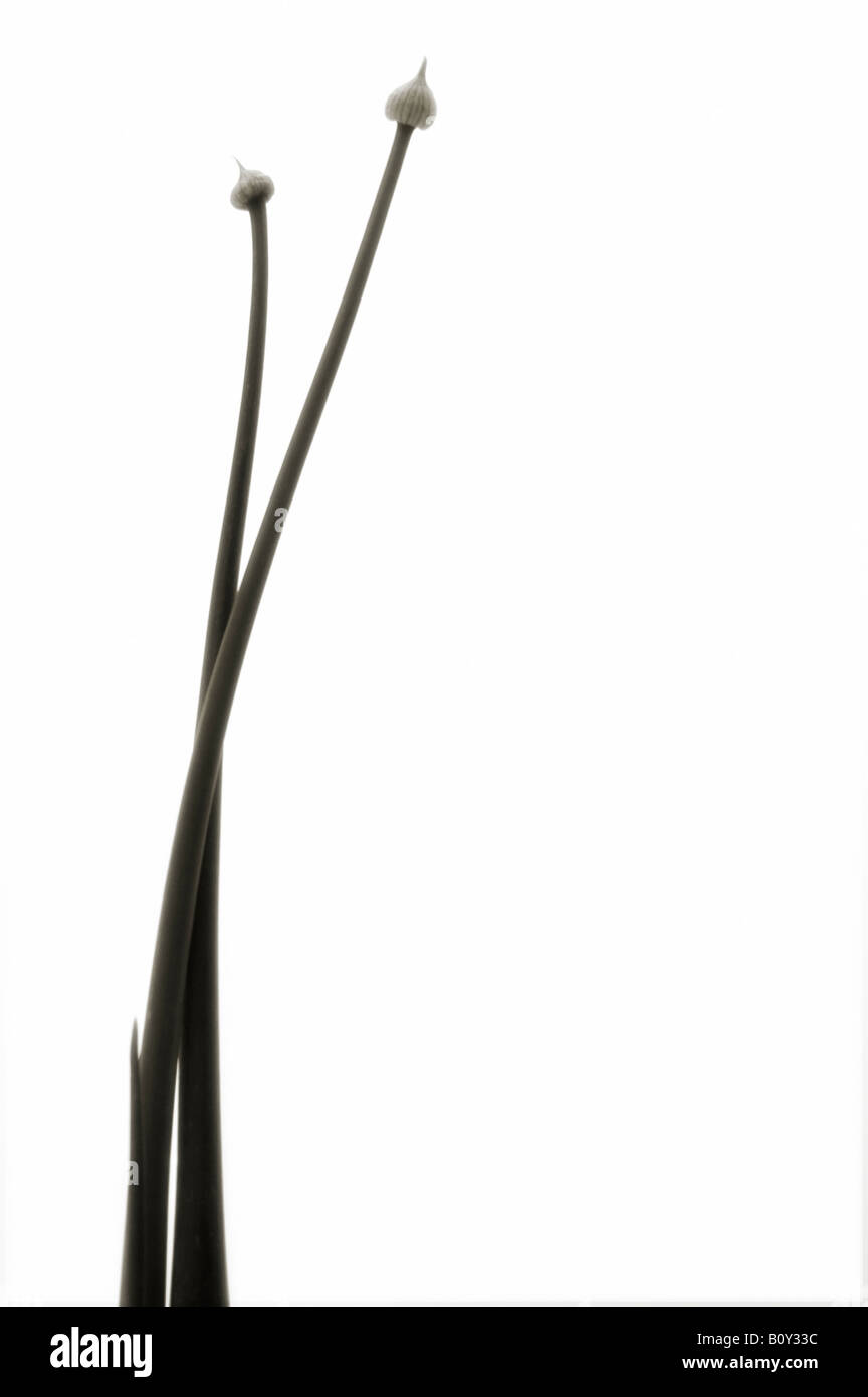 Cipolla foglie cilindriche Foto Stock