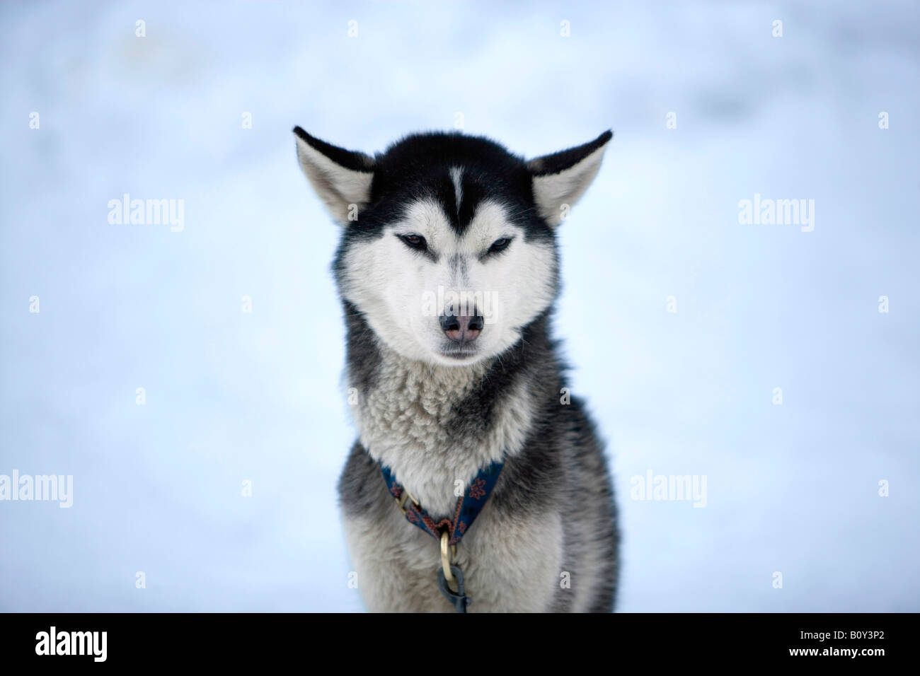 Siberian Husky, ritratto Foto Stock