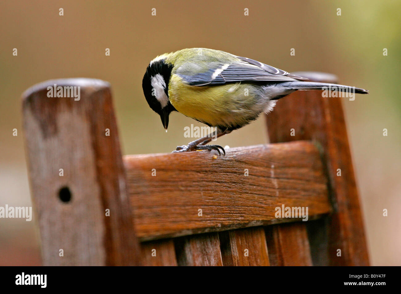 Un grande Tit (Parus major) in piedi su una sedia da giardino Foto Stock