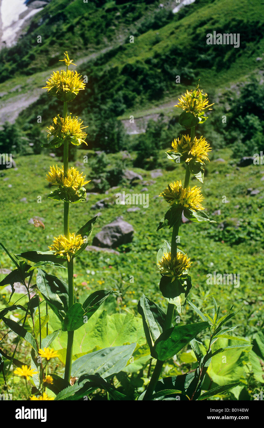 Grande giallo / genziana lutea Gentiana Foto Stock
