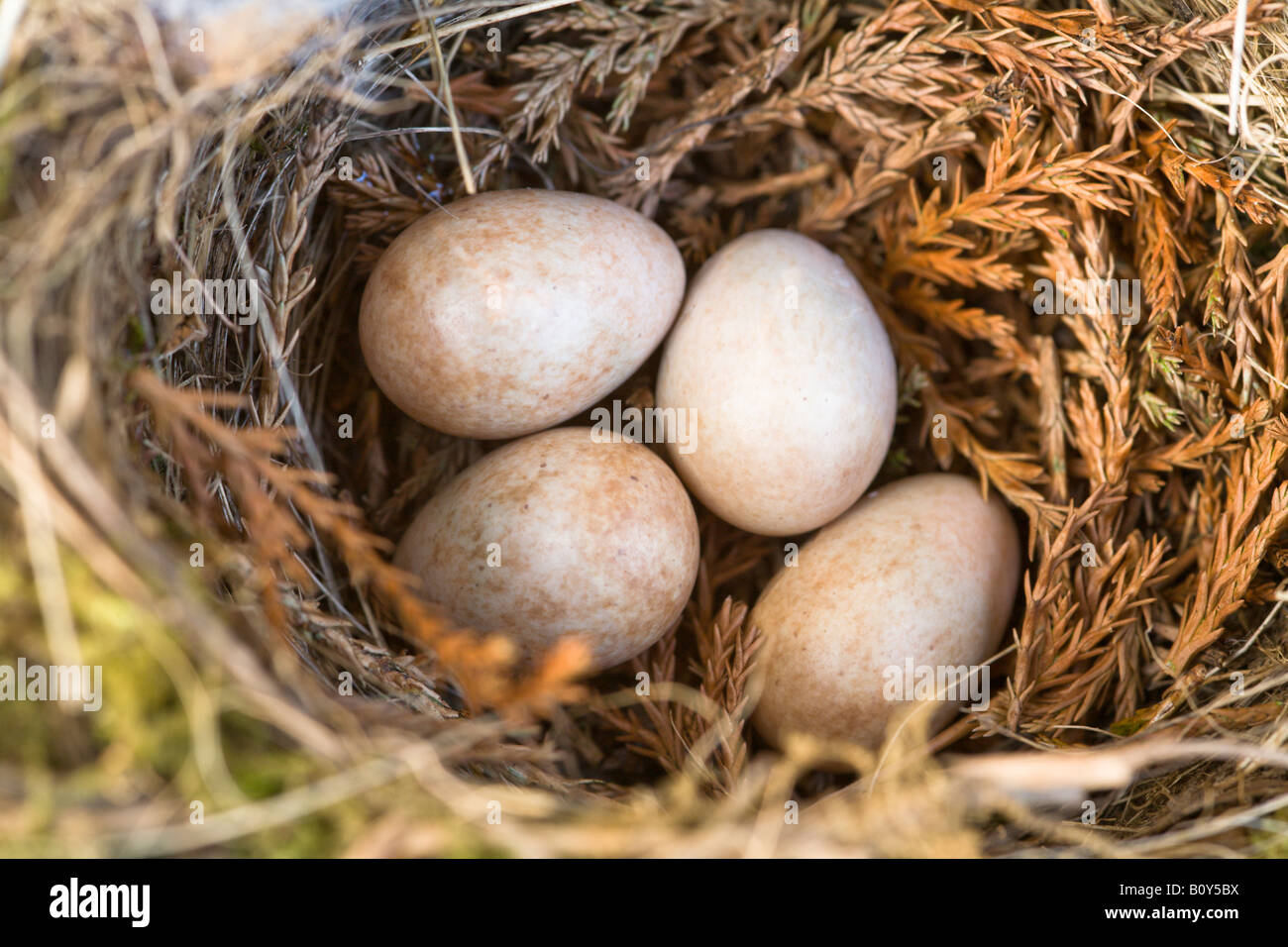 Close up di un Robin's Nest con uova Foto Stock