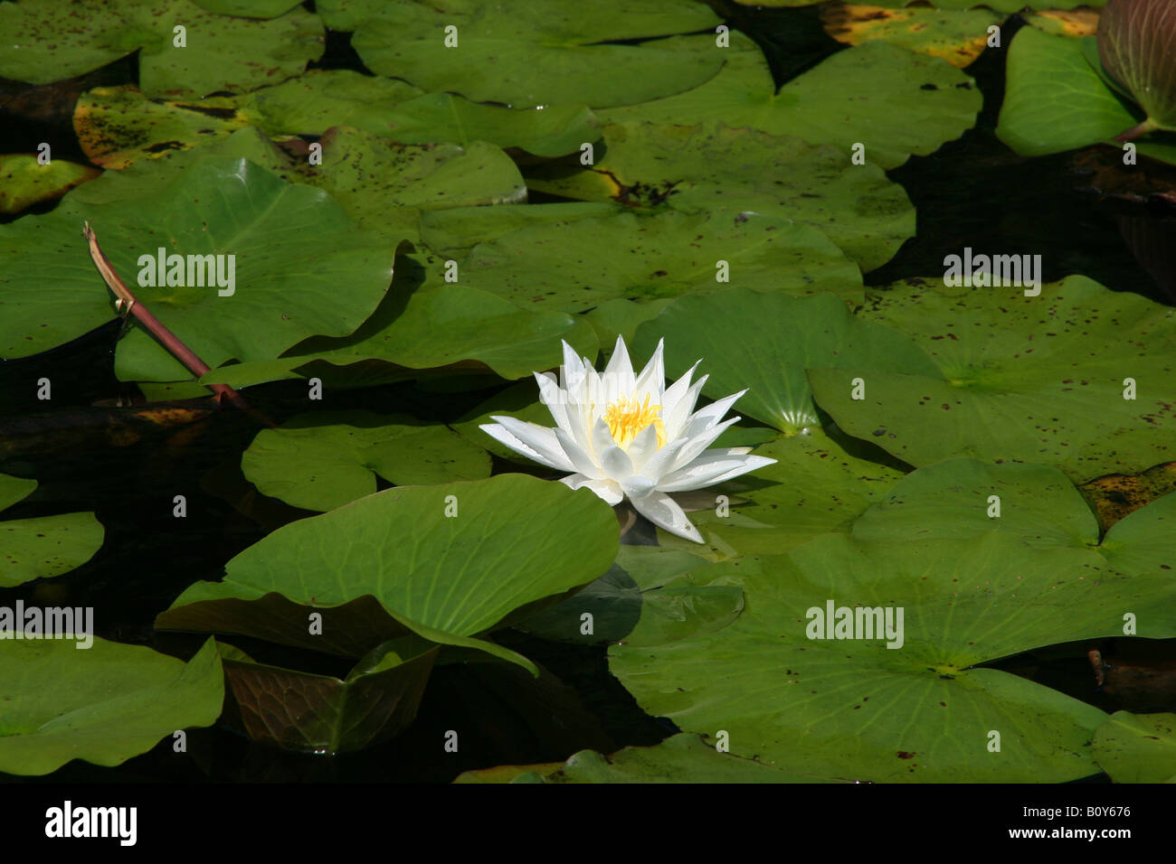 Bianco profumato giglio di acqua Nymphaea odorata America del Nord Foto Stock