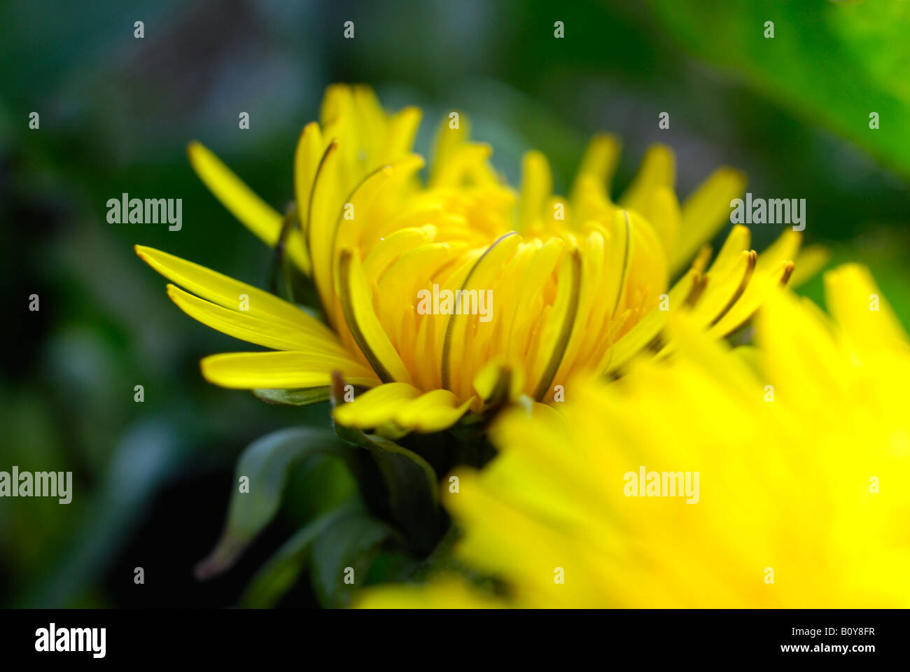 Dente di Leone Foto Stock