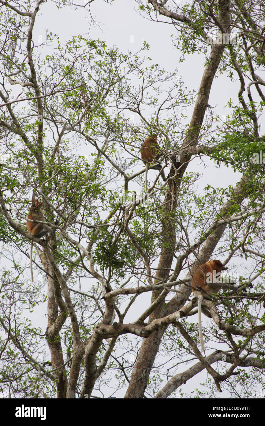 Proboscide scimmie in alberi, Sukau, Sabah Malaysian Borneo Foto Stock