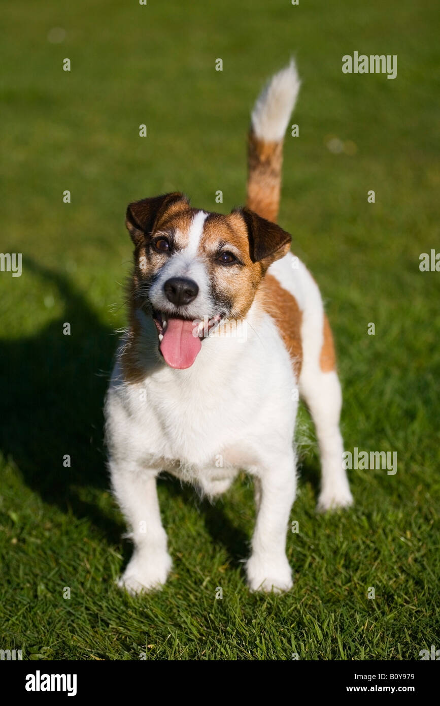 Jack Russell cane Foto Stock