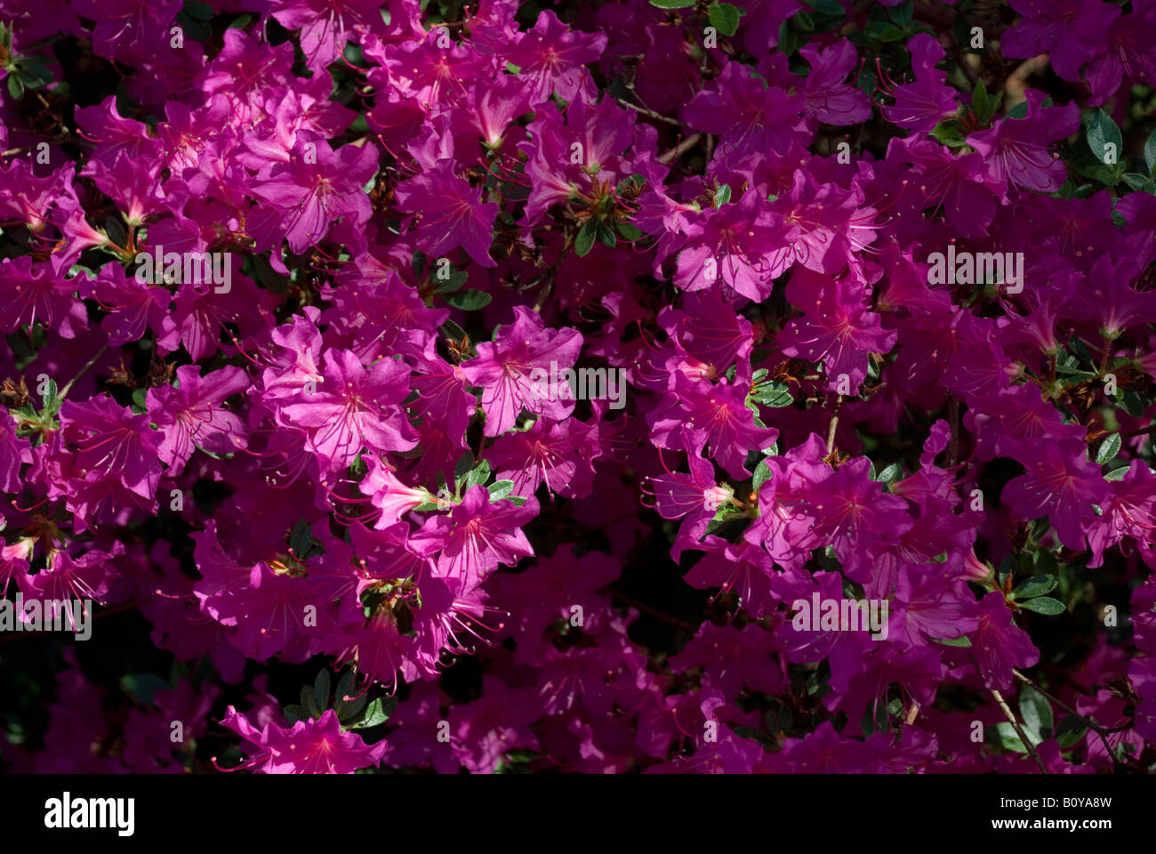 RHODODENDRON "PRINCESS IDA" Foto Stock