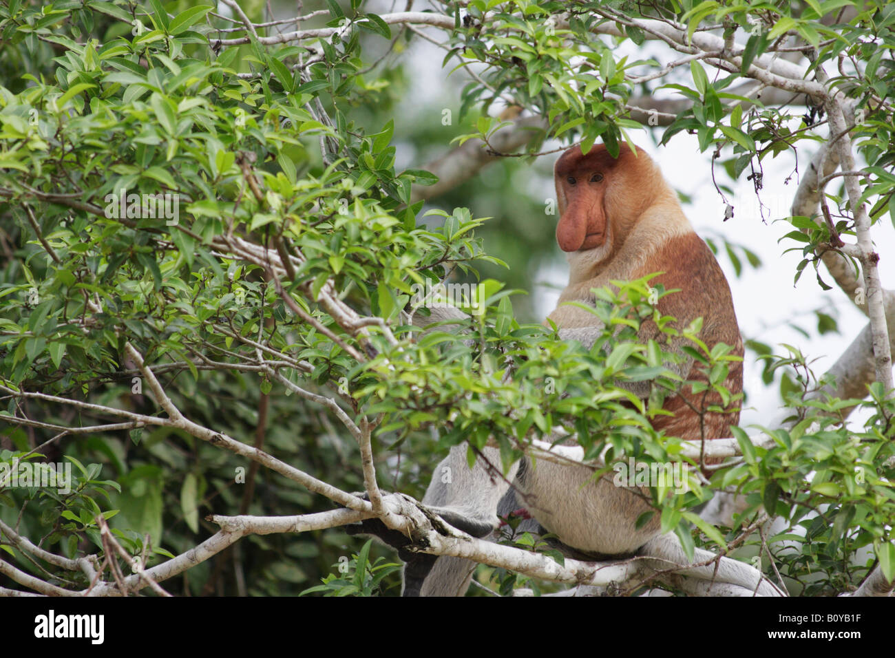 Maschio di scimmia proboscide nella struttura ad albero, Sukau, Sabah Malaysian Borneo Foto Stock