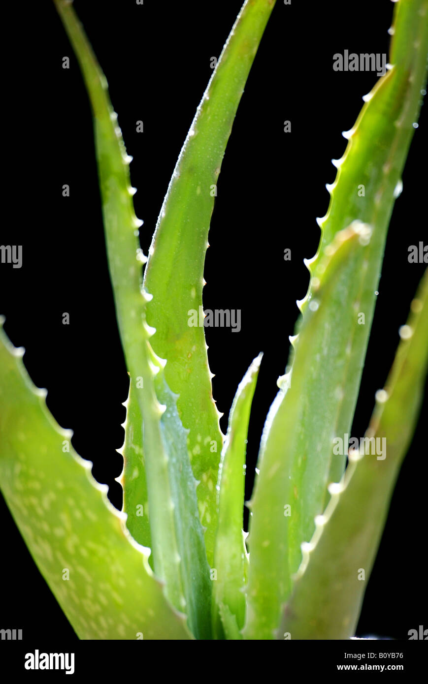 Aloe (Aloe Vera Aloe barbadensis), pianta in vaso, dettaglio Foto Stock