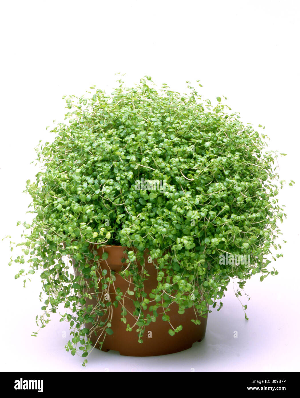 Angeli"lacrime, Bimbo di lacrime (Soleirolia soleirolii), pianta in vaso Foto Stock