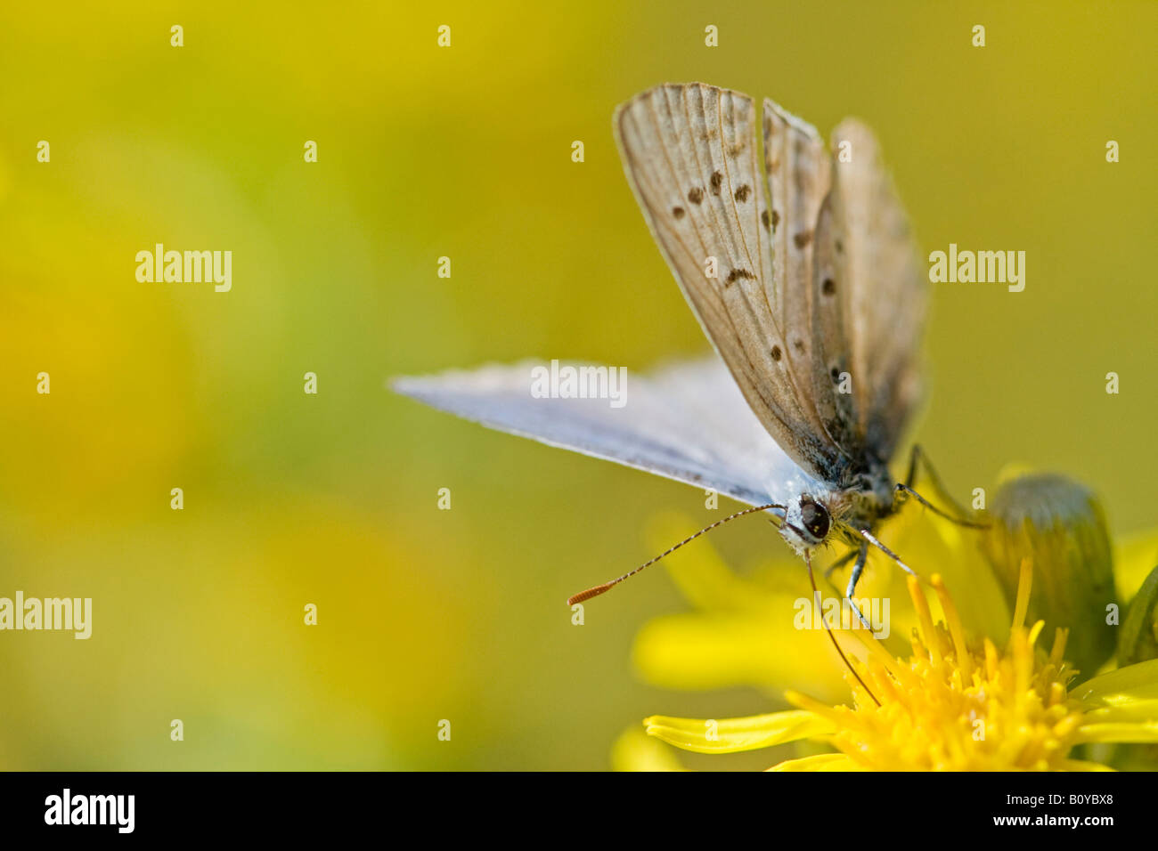 Comune di blue butterfly (Polyommatus icarus) appoggiata sul fiore Foto Stock