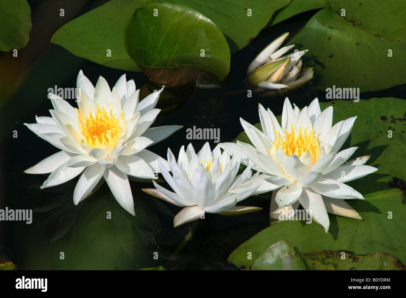 Bianco profumato giglio di acqua Nymphaea odorata America del Nord Foto Stock