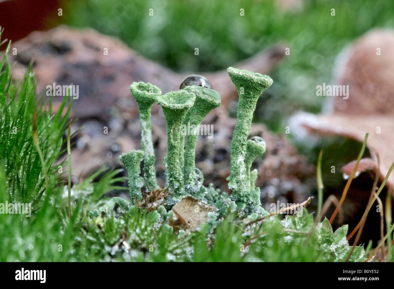 Pixie-cup lichen (Cladonia fimbriata), apothecia, in Germania, in Renania settentrionale-Vestfalia Foto Stock