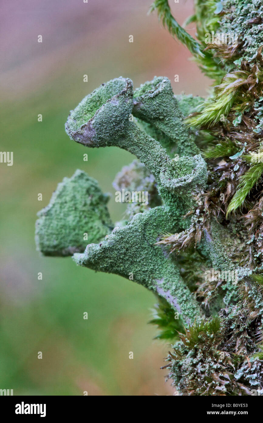 Pixie-cup lichen (Cladonia fimbriata), primo piano del apothecia, in Germania, in Renania settentrionale-Vestfalia Foto Stock