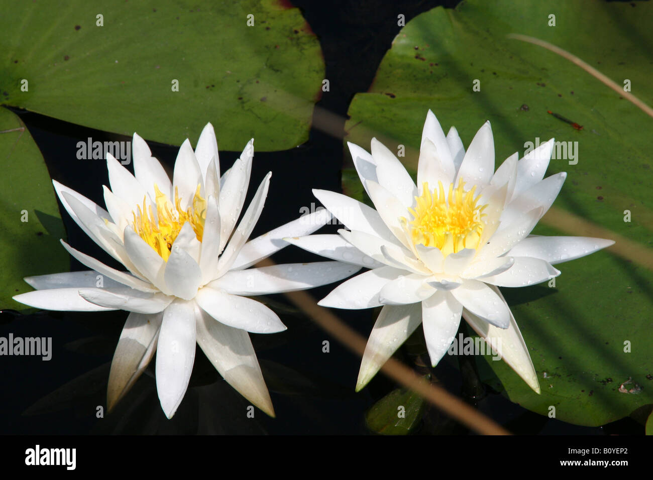 Bianco profumato giglio di acqua Nymphaea odorata America del Nord Foto Stock