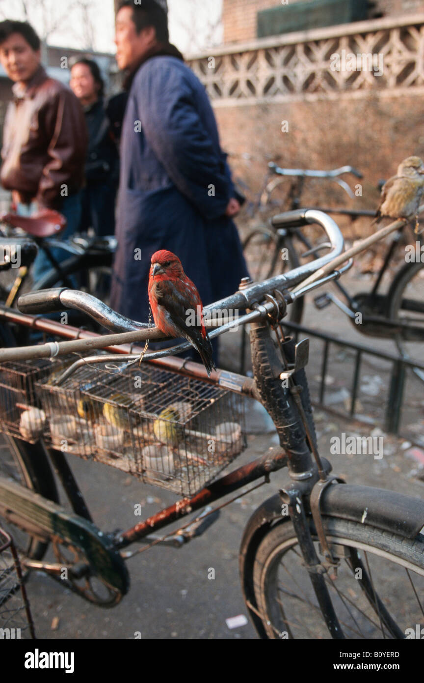 Gli uccelli sulla bici al mercato degli uccelli, Cina Pechino Foto Stock