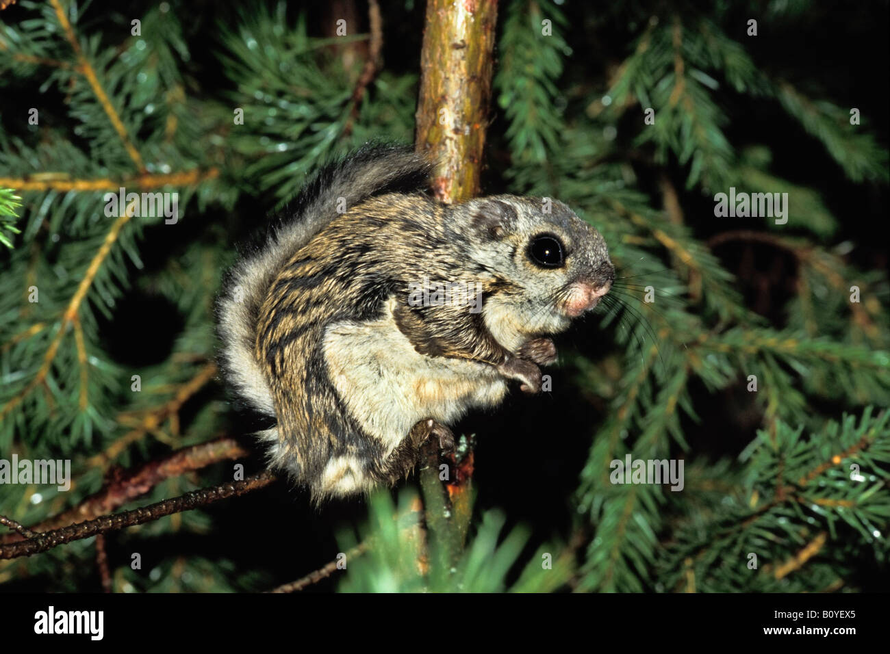 Eurasian scoiattolo battenti siberiano scoiattolo battenti (Pteromys volans), sul ramo, Russia, Ural Foto Stock