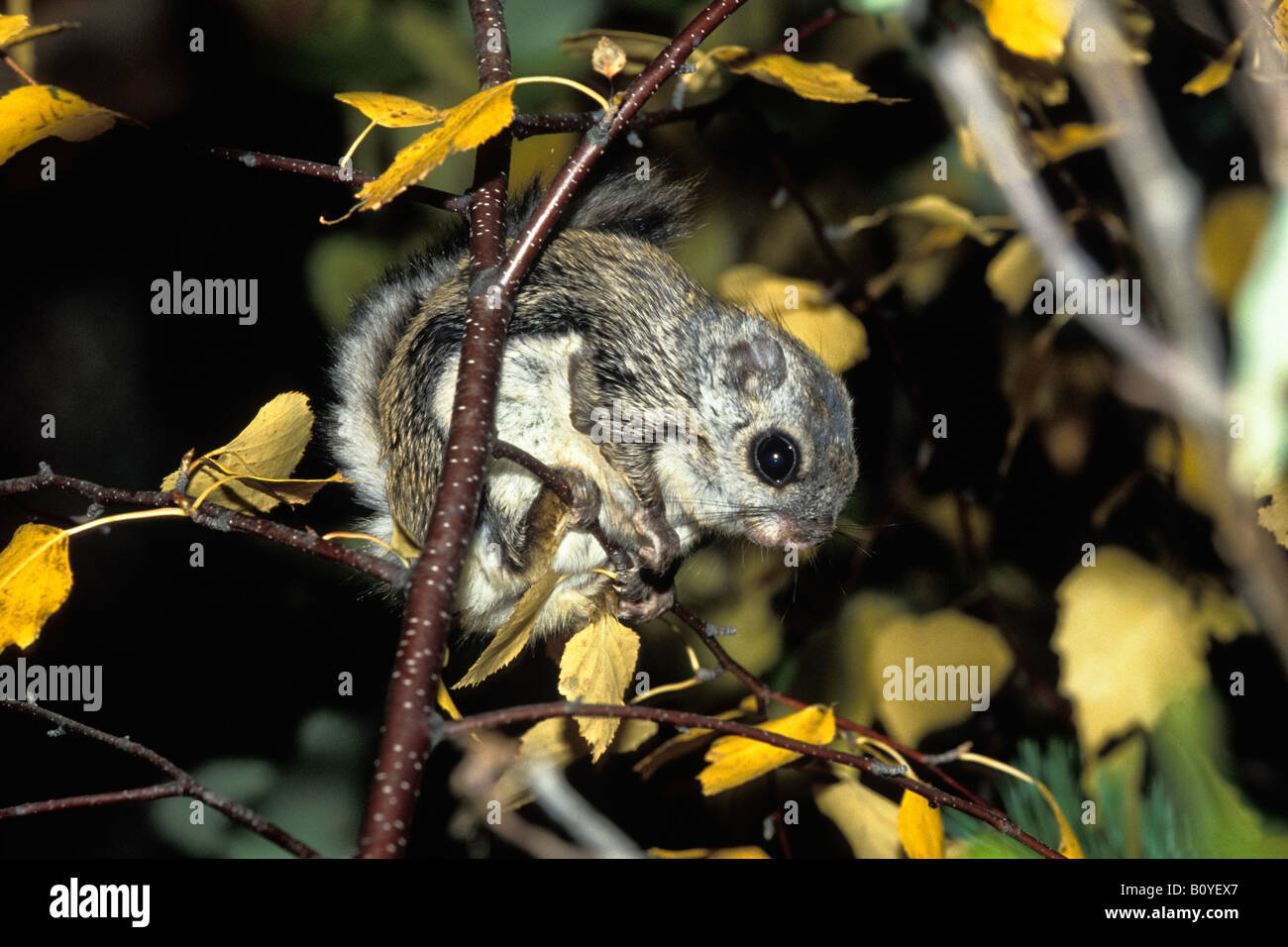 Eurasian scoiattolo battenti siberiano scoiattolo battenti (Pteromys volans), sulla betulla, Russia, Ural Foto Stock