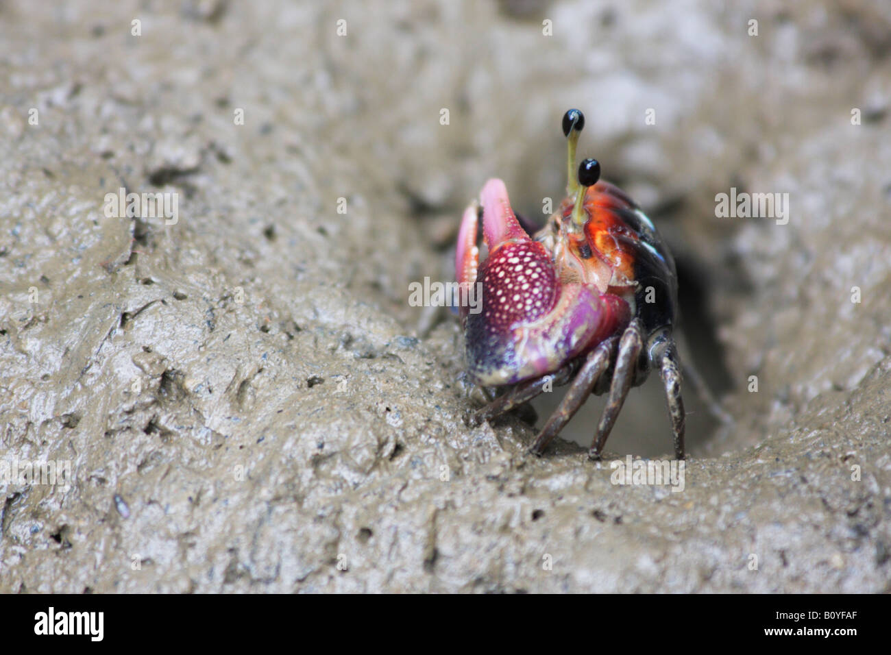 Il Granchio fiddle, Sabah Malaysian Borneo Foto Stock