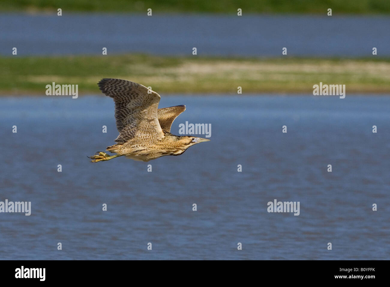 Bitter Botaurus stellaris sorvolano reedbed Foto Stock