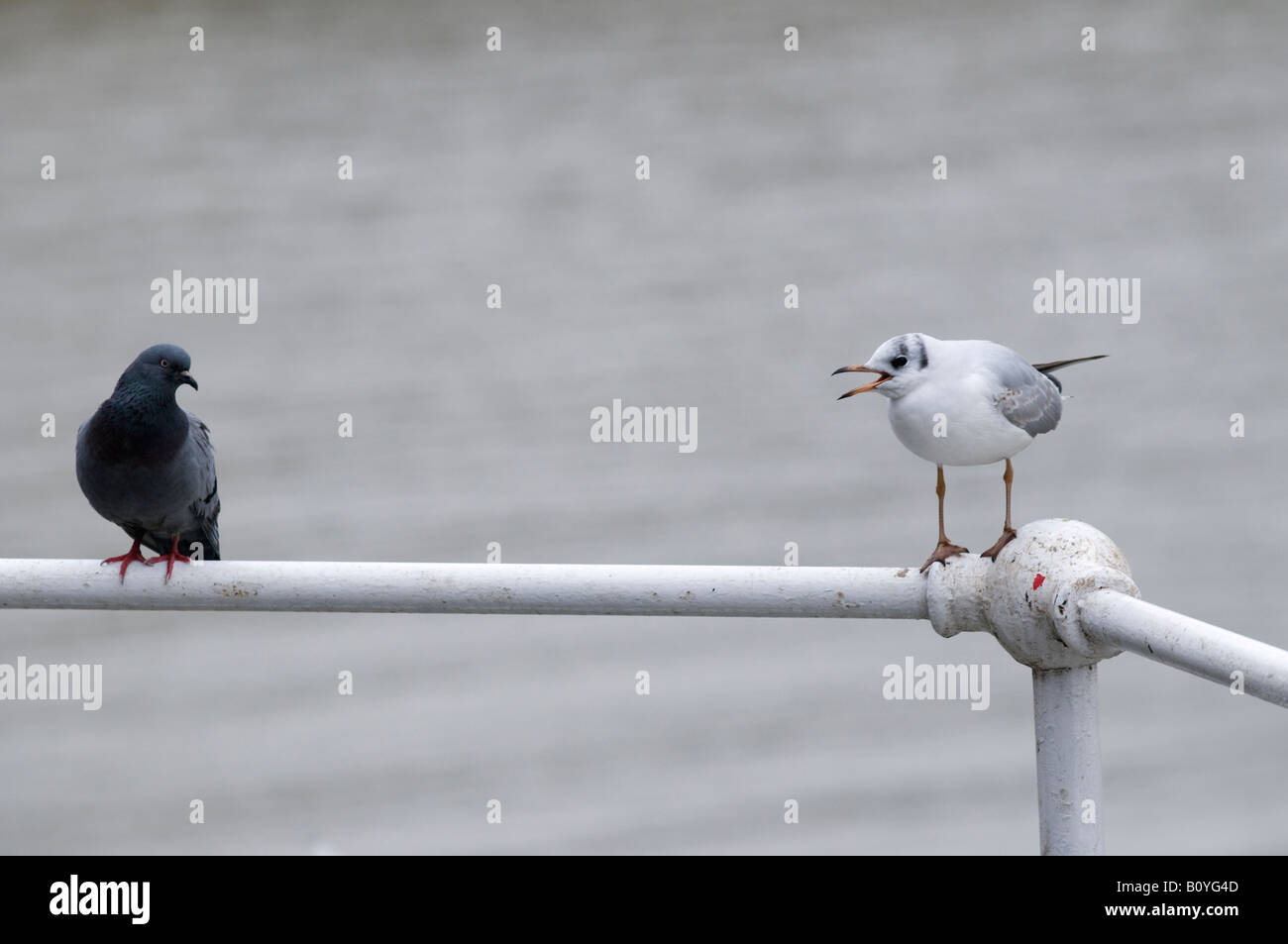 Seagull vs pigeon Foto Stock