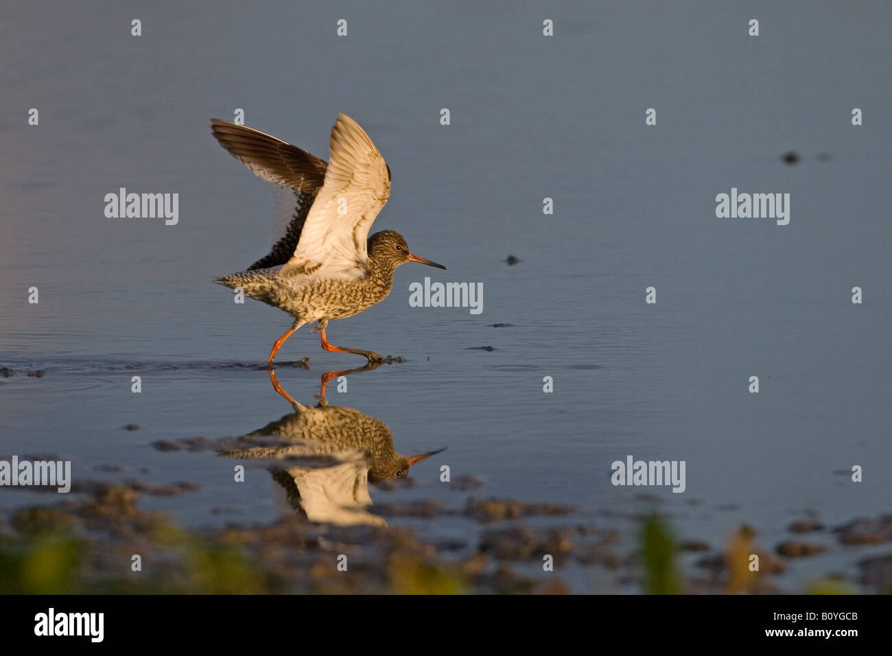 Redshank Tringa totanus sbarco Norfolk Foto Stock