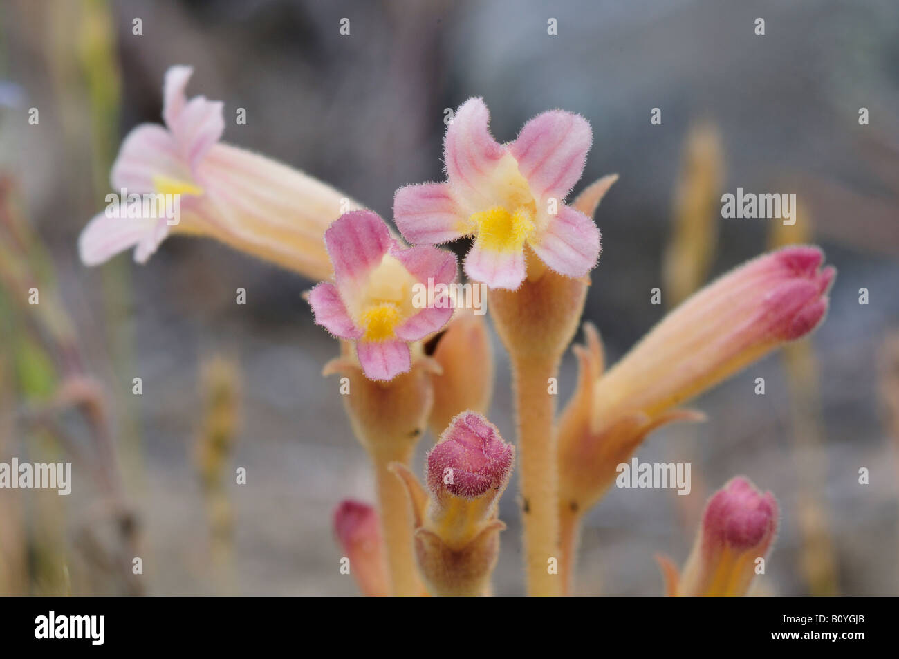 Clustered Succhiamele prataiolo Orobanche fasciculata Sud Okanagan praterie Area Protetta Chopaka West parassita delle specie di salvia Foto Stock