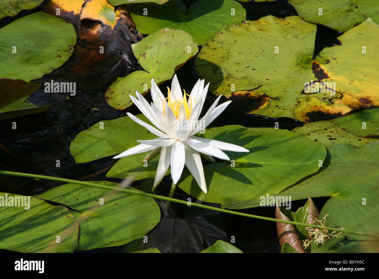 Bianco profumato giglio di acqua Nymphaea odorata Foto Stock