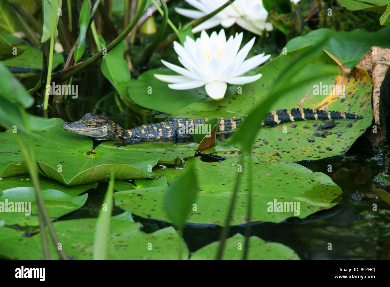 Young American Alligator mississippiensis & bianco profumato giglio di acqua SE USA Foto Stock