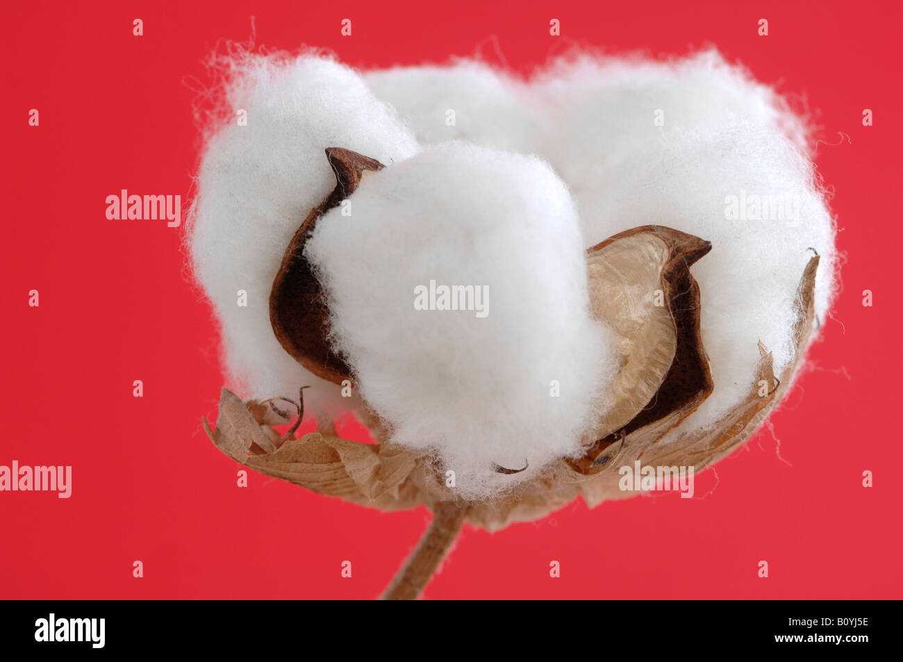 Il cotone boll stelo (Gossypium) close-up Foto Stock