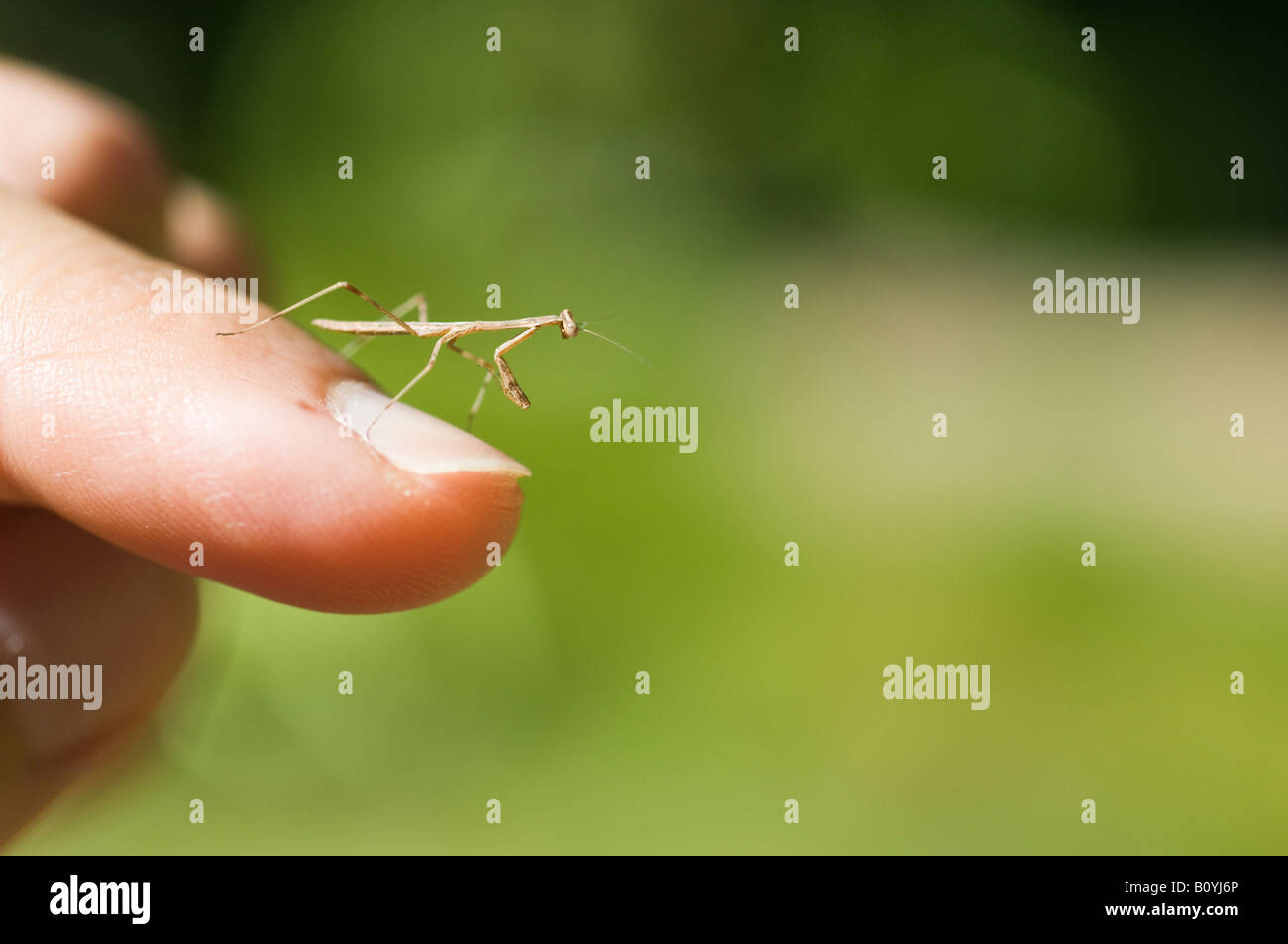 Giovani depredavano Mantis sul fingertip Foto Stock