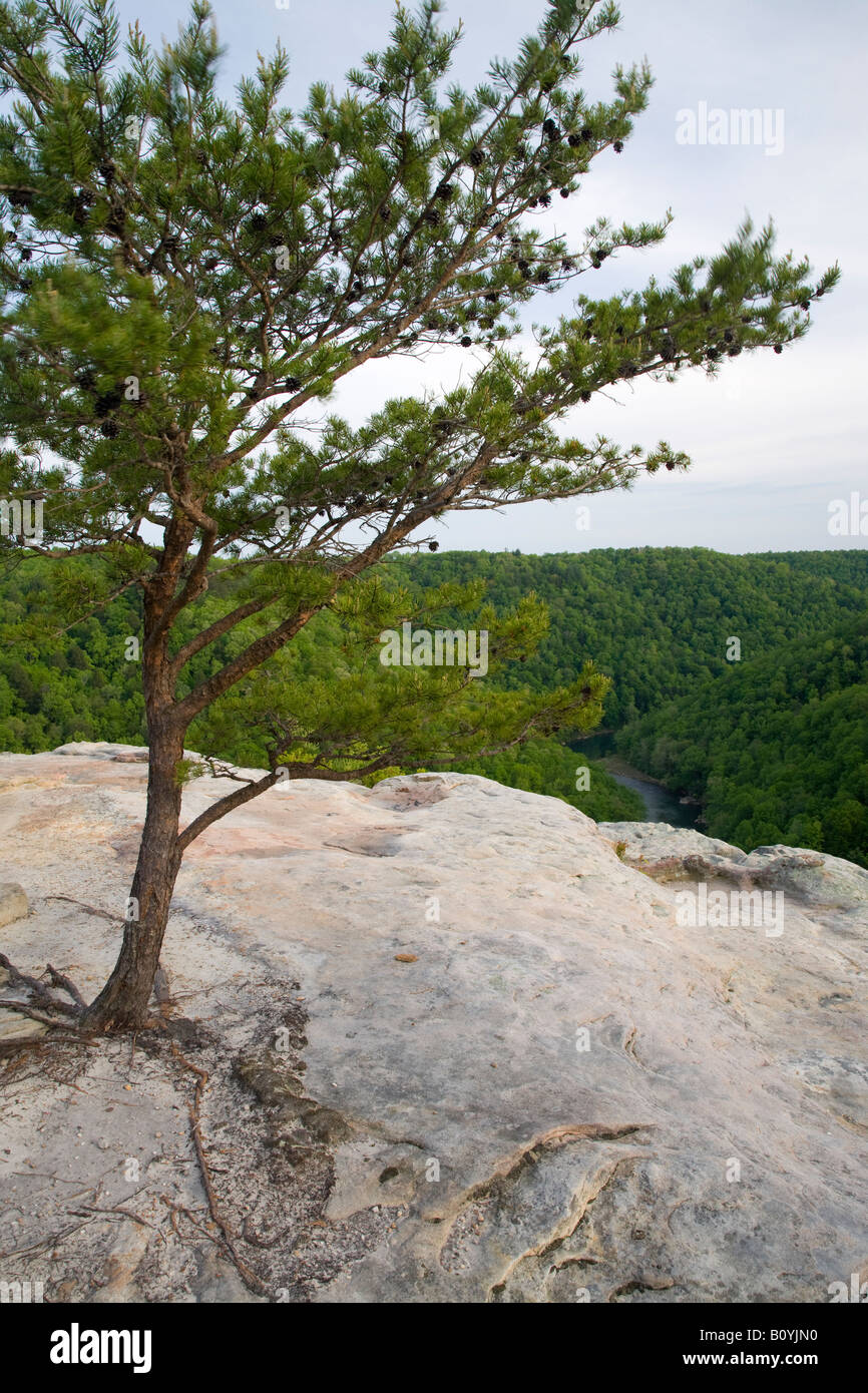 Angel Falls si affacciano, grande sud Forcella Fiume Nazionale e area ricreativa, Tennessee Foto Stock