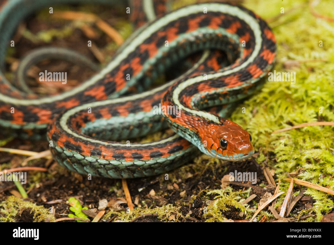 California facciata rossa Garter Snake Thamnophis sirtalis infernalis California Stati Uniti Foto Stock