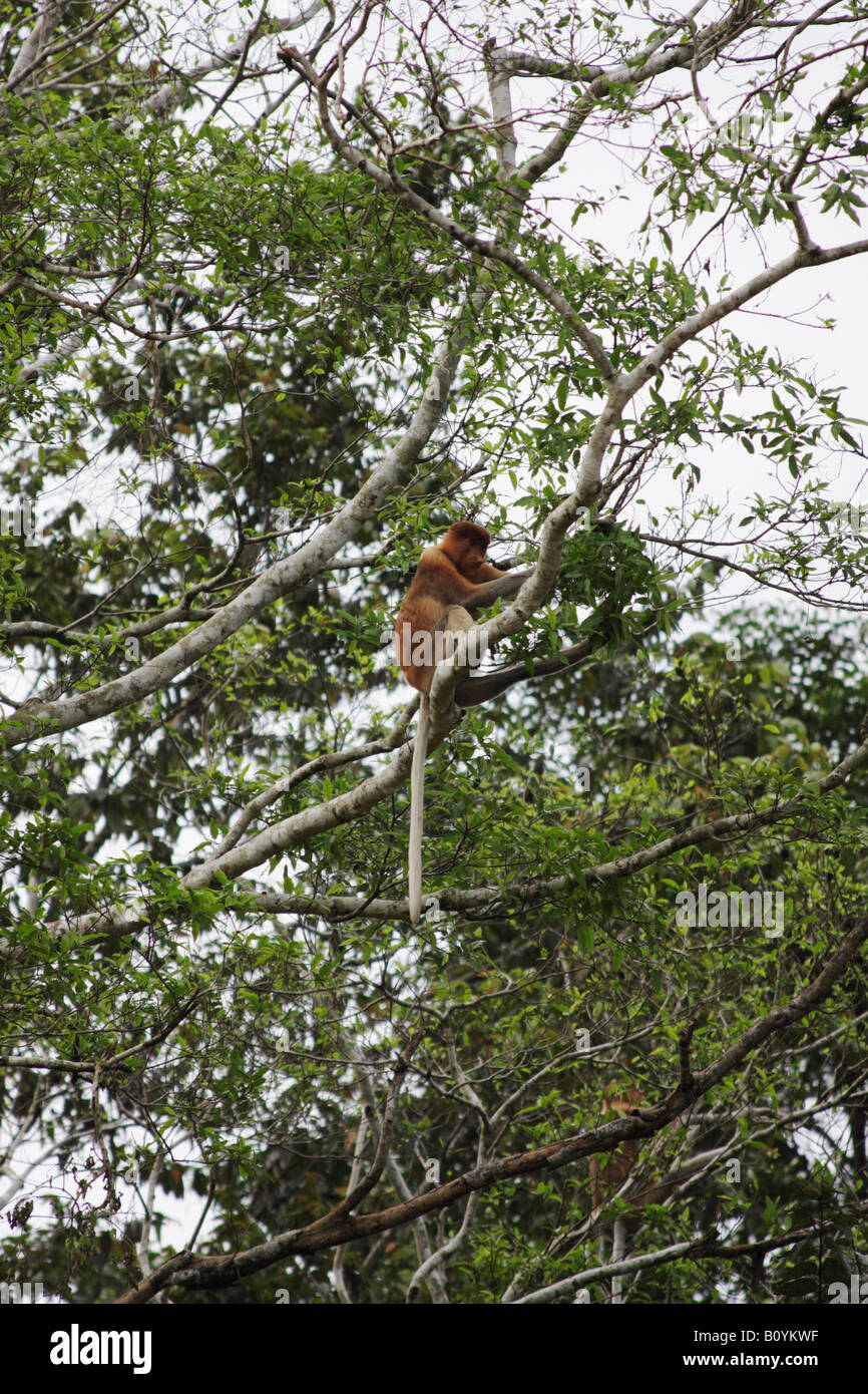 Femmina scimmia proboscide in alberi, Sukau, Sabah Malaysian Borneo Foto Stock