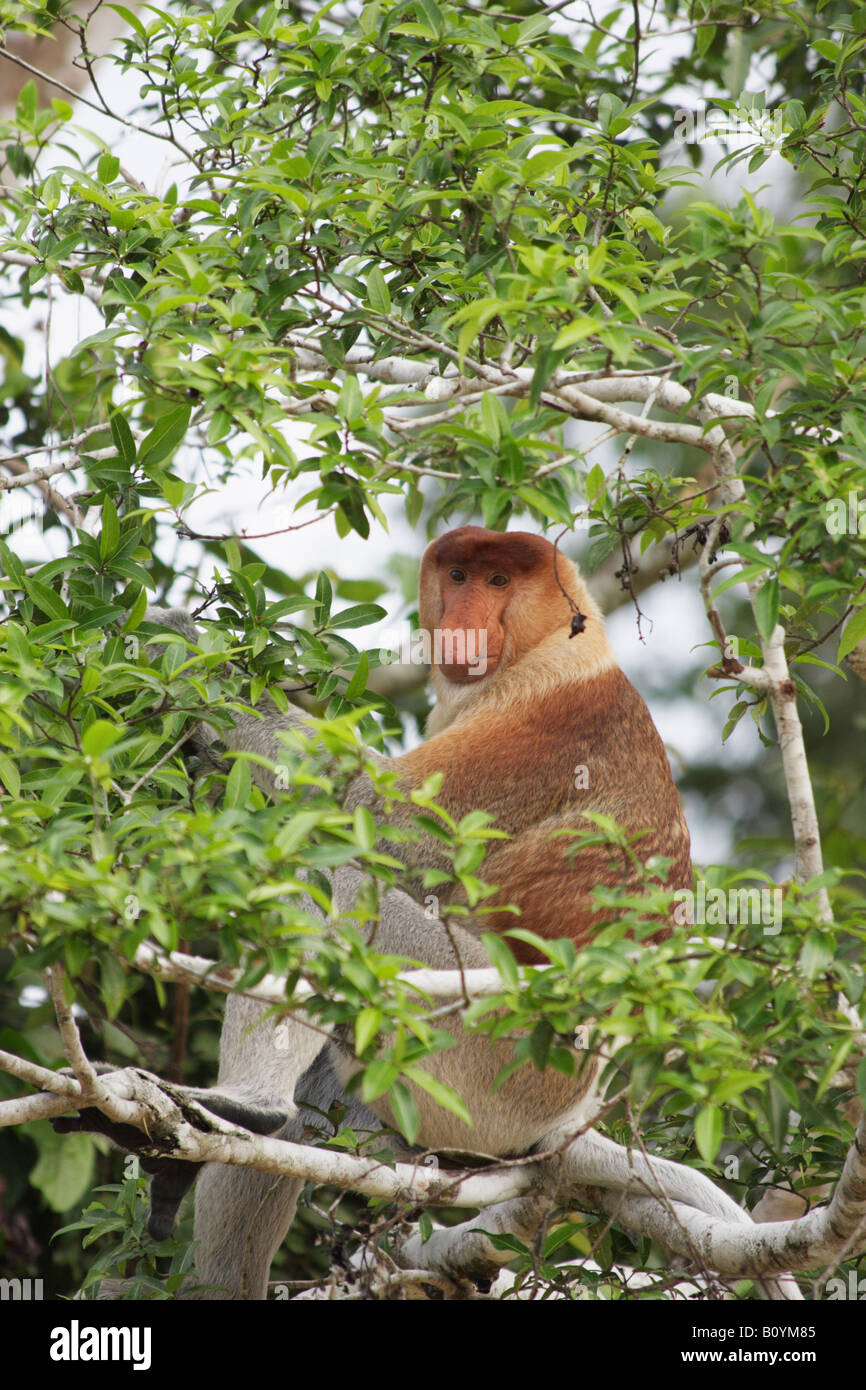 Maschio di scimmia proboscide nella struttura ad albero, Sukau, Sabah Malaysian Borneo Foto Stock