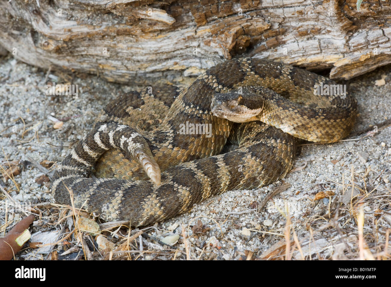 Pacifico settentrionale Rattlesnake Crotalus viridis oreganus San Joe California Stati Uniti Foto Stock