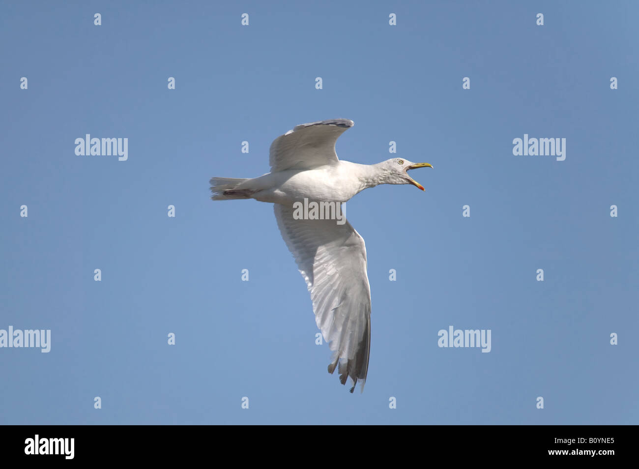 Herring Gull Larus argentatus in volo Foto Stock