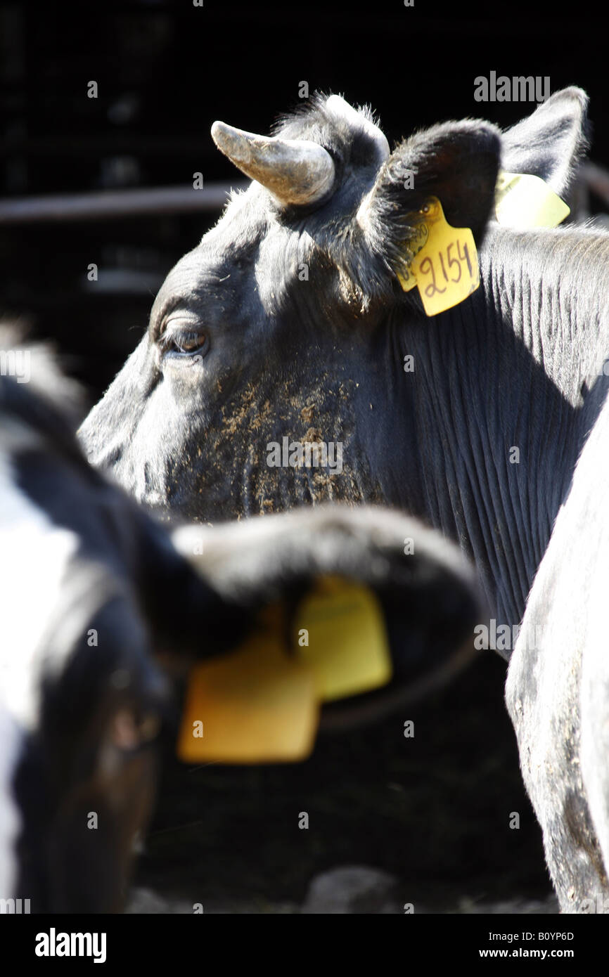 Mozzarella di bufala latte allevamento in Italia Foto Stock