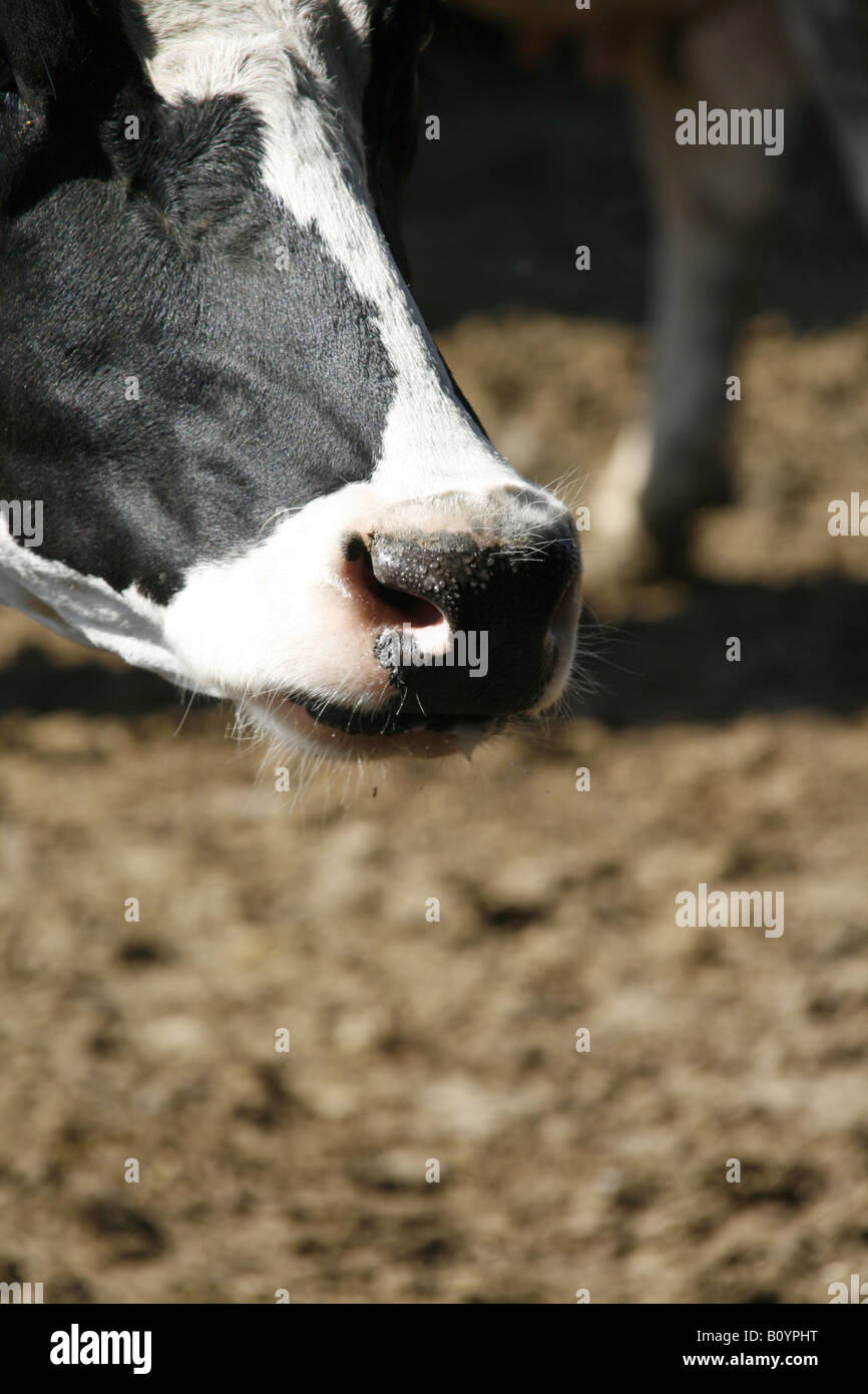 Mozzarella di bufala latte allevamento in Italia Foto Stock