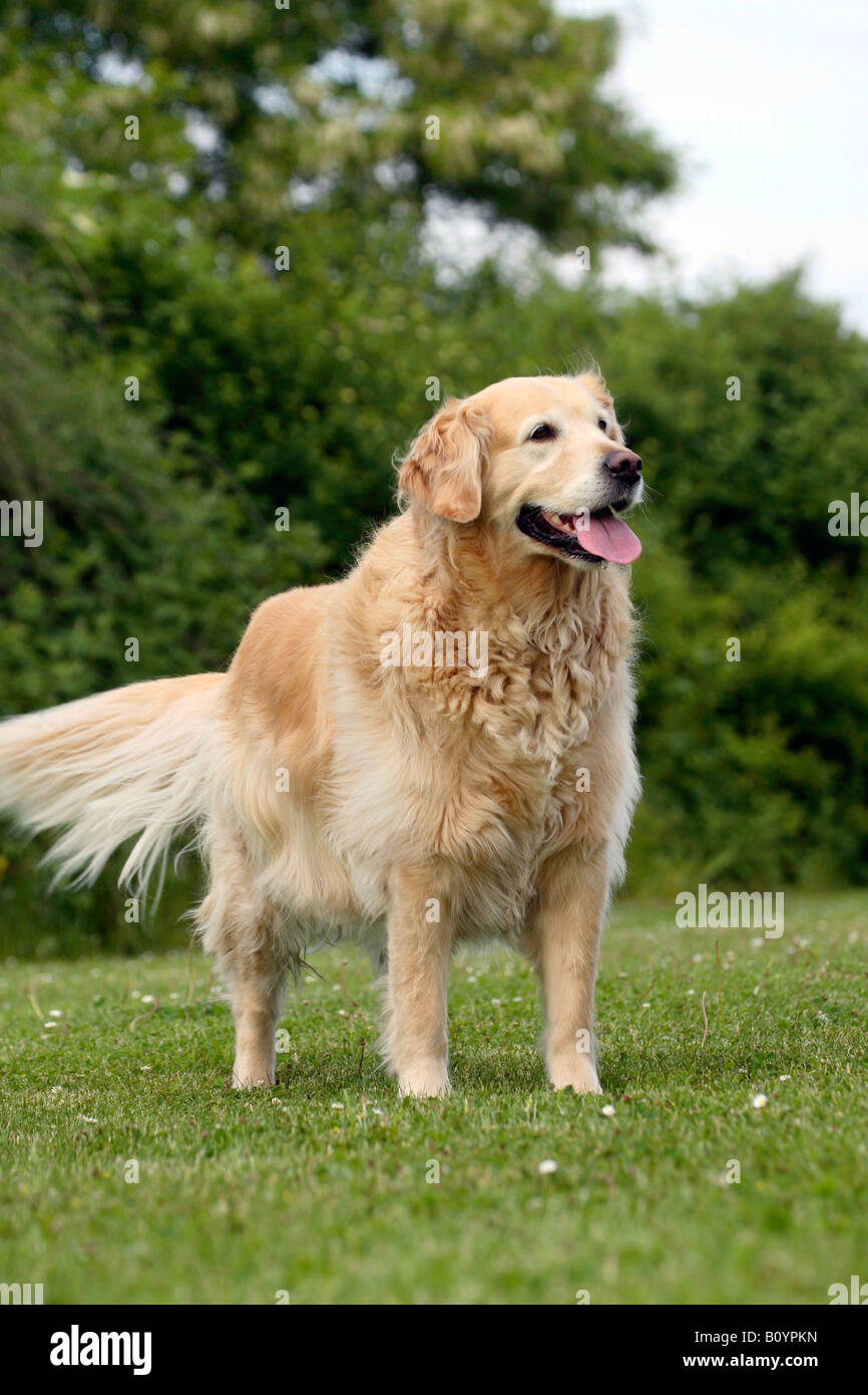 Il Golden Retriever Foto Stock