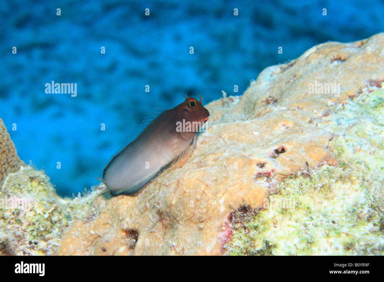Labbro rosso bavose sulla testa di corallo Foto Stock