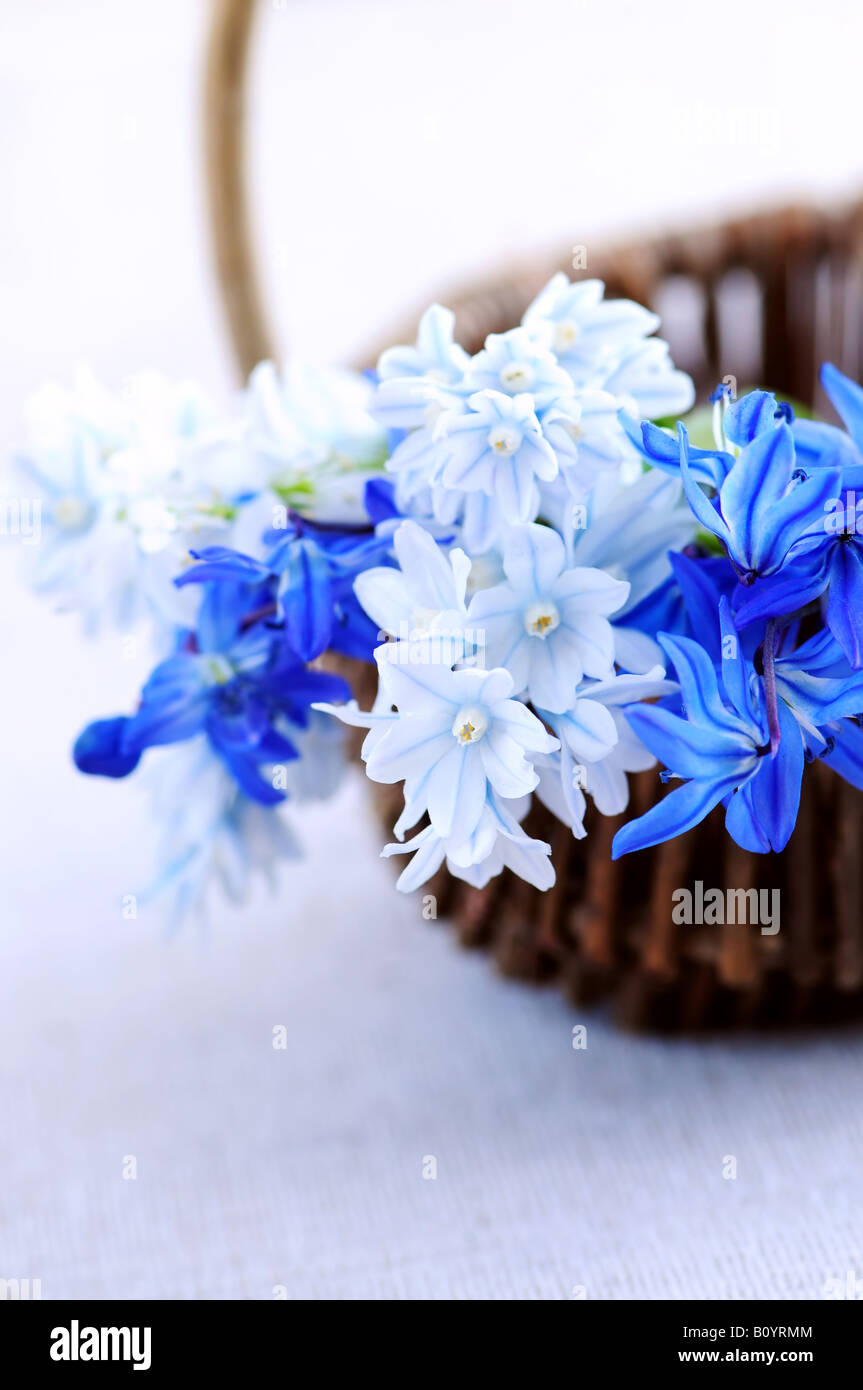 Bouquet blu della prima molla fiori in un cestello closeup Foto Stock