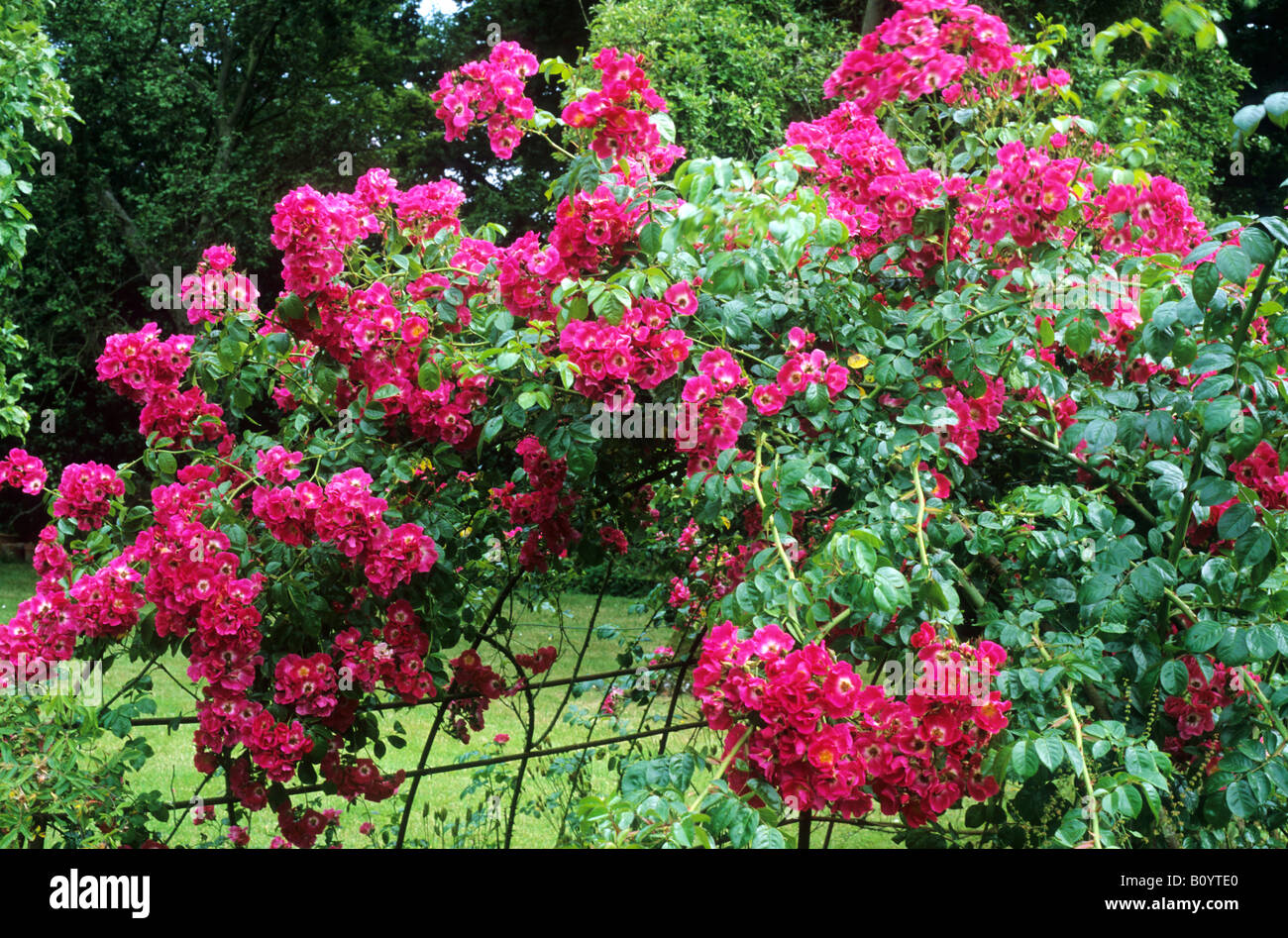 Rosa "pilastro americano' sul telaio di metallo rosso rambler rambling rosa rampicante pianta di giardino Rose fiore Foto Stock